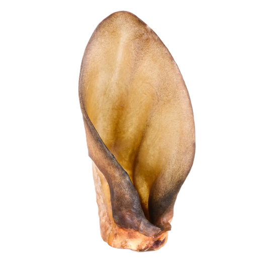 Oreilles de boeuf AVEC ou SANS poils