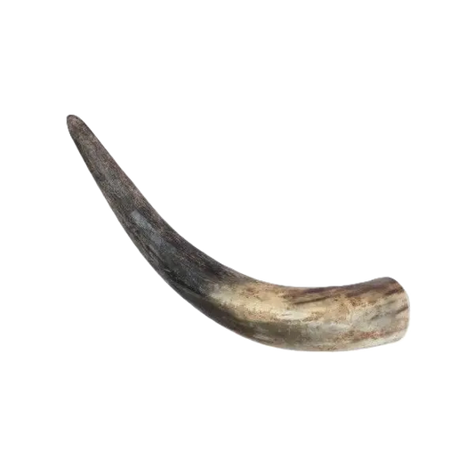 Corne de vache