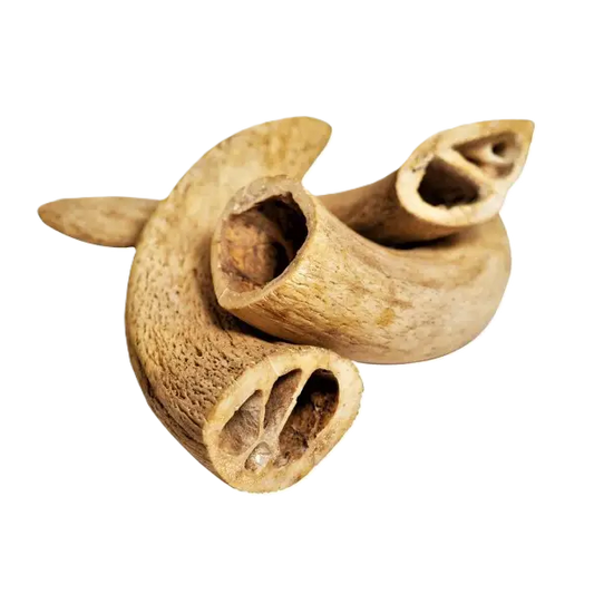 Noyau de corne de buffle