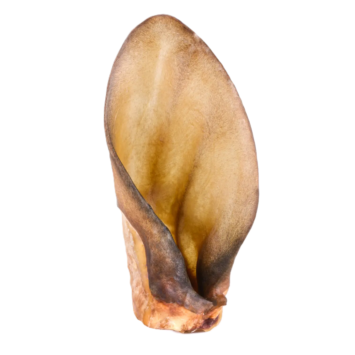 Oreilles de boeuf AVEC ou SANS poils